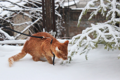 crafts-chicks-and-cats: Acke’s first snow