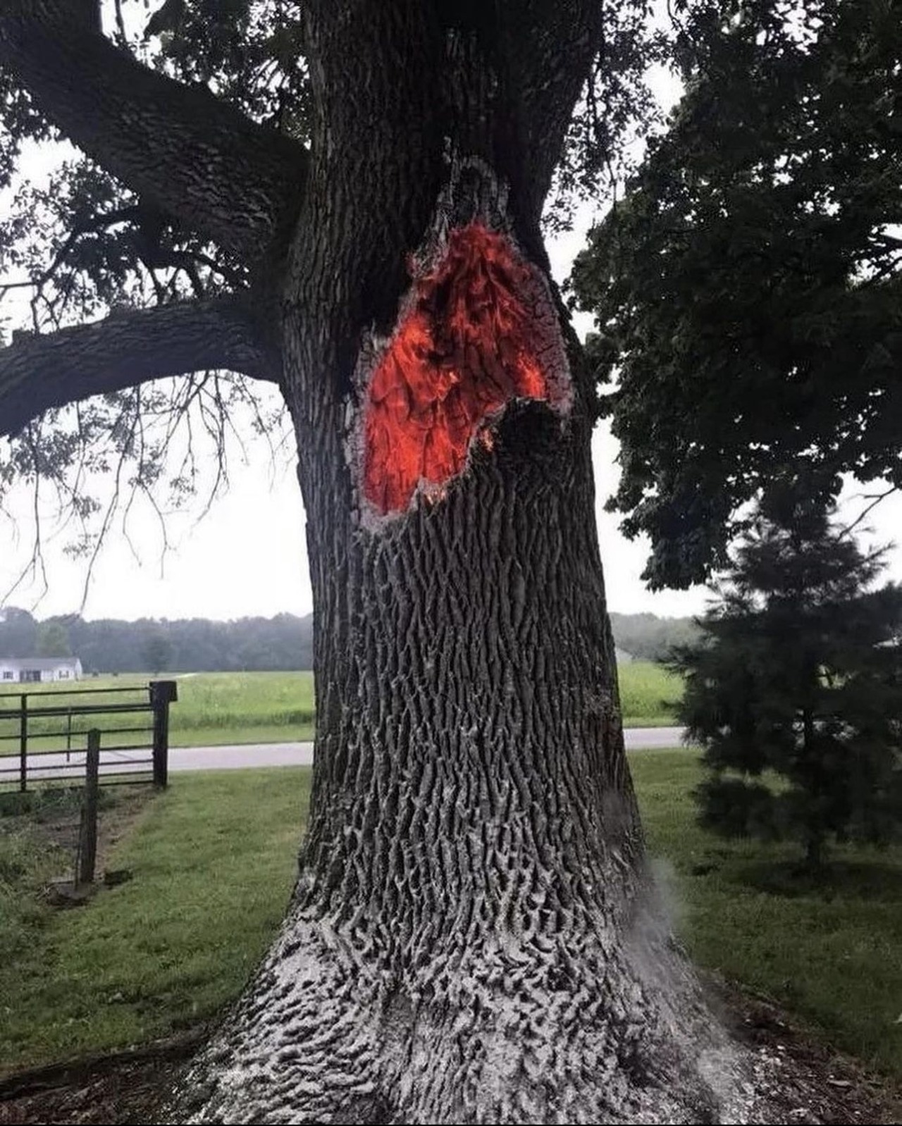 zegalba:Trees which have been struck by lightning