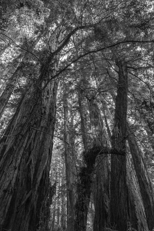 orendarling:Muir Woods, CaliforniaNovember, 2016Oren DarlingFuji X-Pro2, XF 16mm @ f/5.6, 1/150s, IS