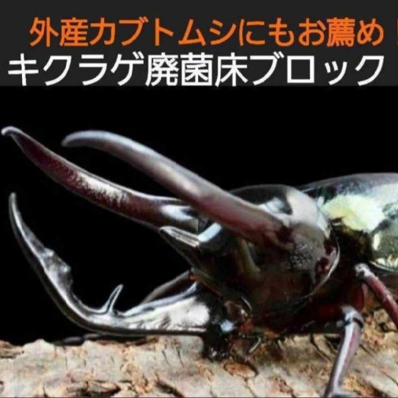 カブトムシクワガタ菌床昆虫マット ‼️栄養補給 ‼️未使用しいたけ菌床ブロック4本 通販