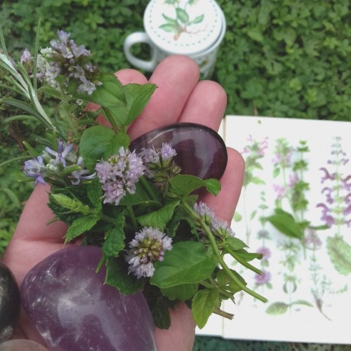 HERBS IN MY GARDEN