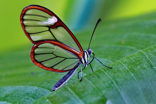 nubbsgalore:though butterfly wings are typically covered in thousands of shiny scales (see this post