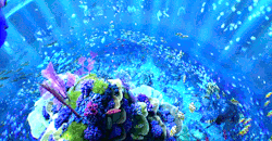 Credencesbarebone:  Just Keep Swimming, Just Keep Swimming…