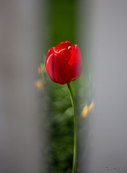 sapphire1707:  Tulip shot through a white picket fence. by Bent Velling on Flickr.