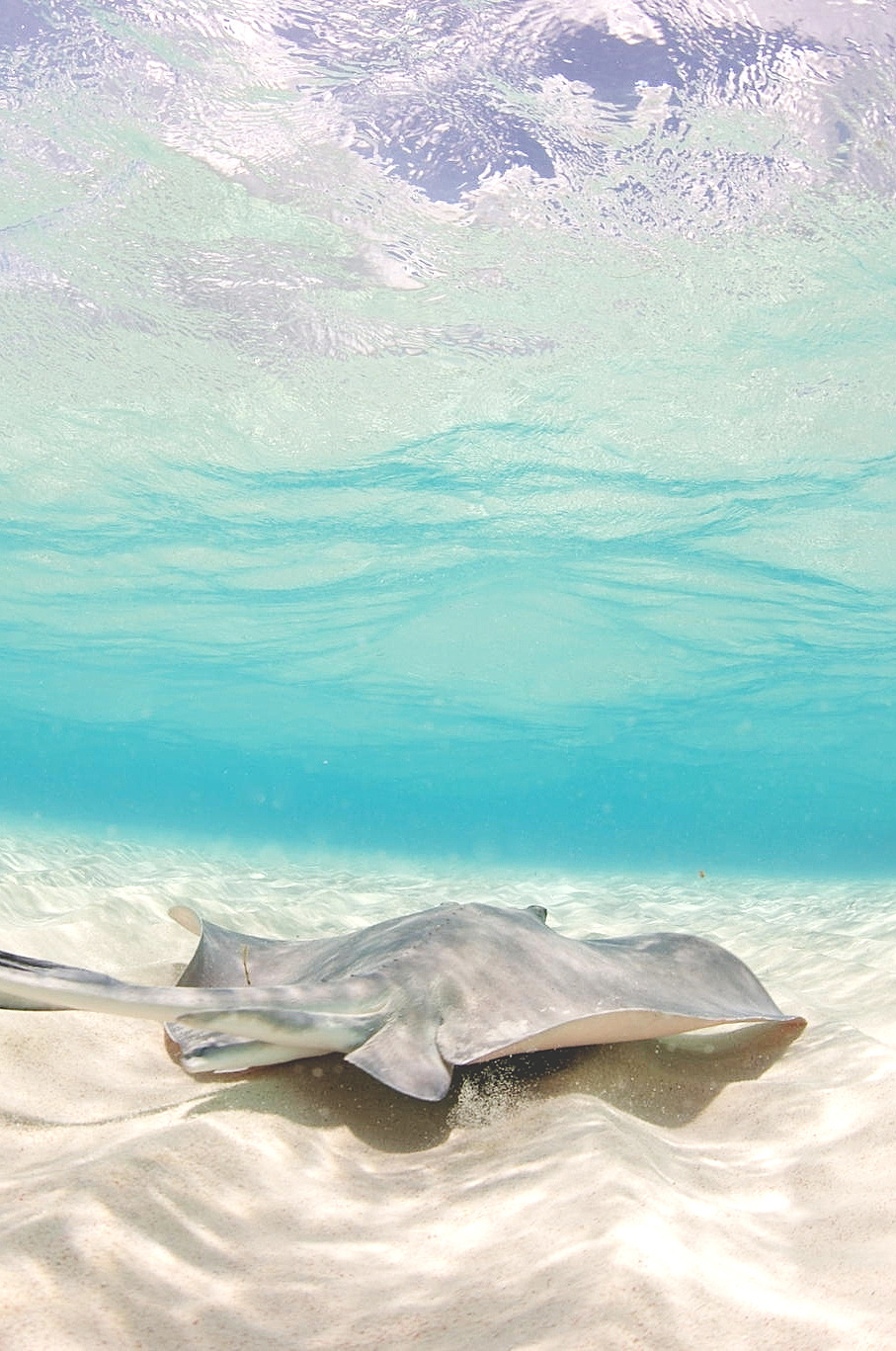 wavemotions:  See you later by Lisa Kelly