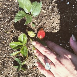 ministryoflittlemonsters:  ladygaga: My first strawberry of the season!! 🍓🍓🍓🍓🍓