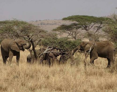 Photography by @caglayan.sinanTanzania, #Serengeti, 2015. #Tanzania #elephant