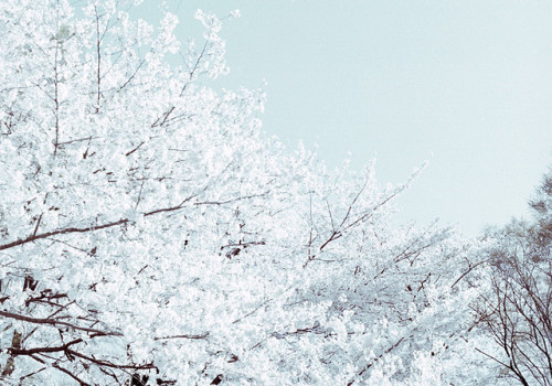 kissme-babyexotic:桜 by tane_aki on Flickr.