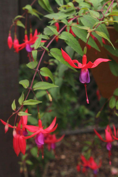 Fuschia plants and their edible fruit. Most fuschia berries taste “meh”, with pecul