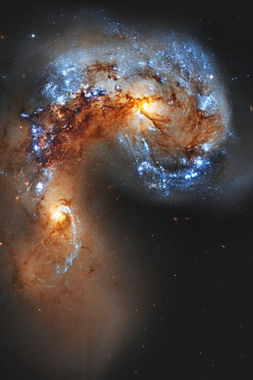 hashpe:   NGC 4038 Colliding Galaxies - Hubble Legacy Archive | © | HP