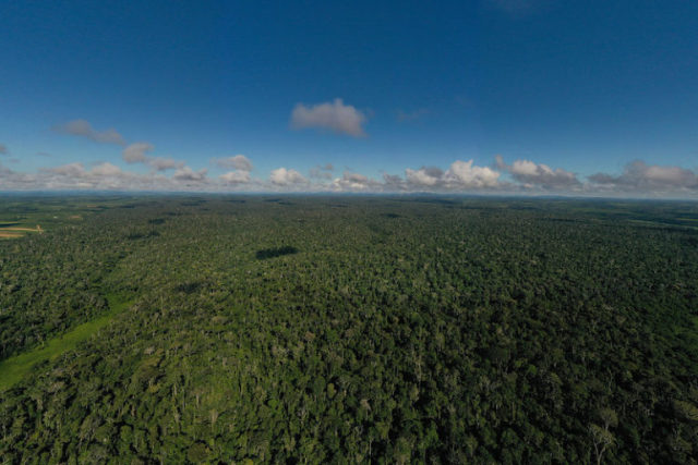 Restored area of Atlantic Forest in Linhares municipality, in Brazil’s Espírito Santo state.