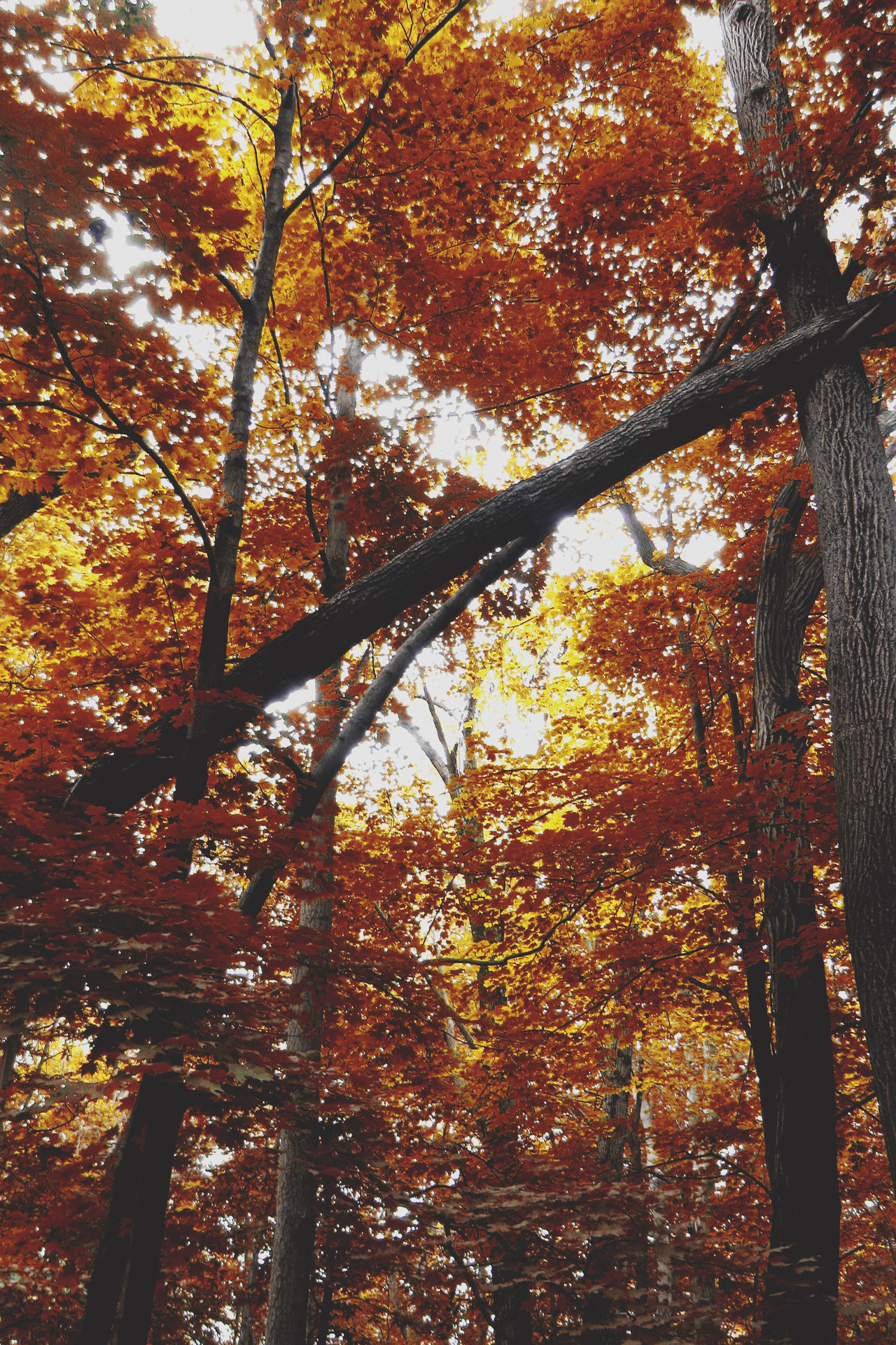 radivs:  Fallen by Ken Griffith | radivs