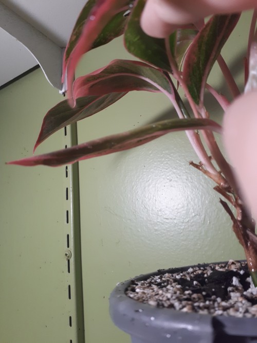 Some Of My Plants Have New Leaves