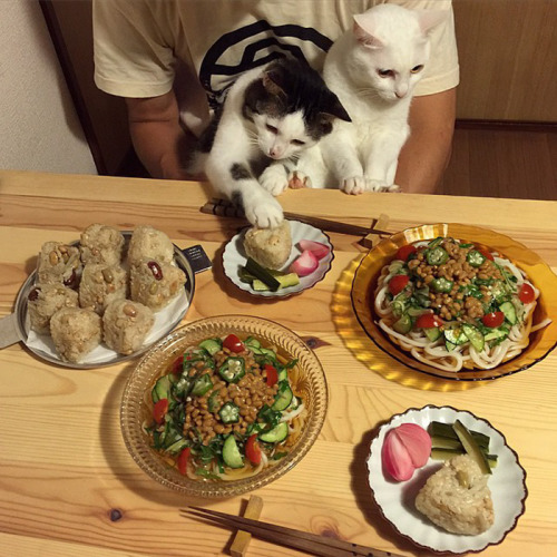 hippywhippy:neuromantis:awesome-picz:Japanese Couple Captures Every Time Their Cats Watch Them Eat.T