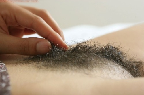 dailybush:  Soft Pubes: Bush 