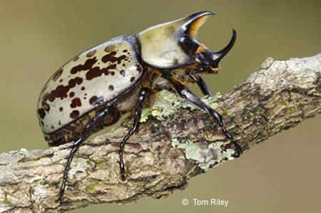 Eastern Hercules Beetle