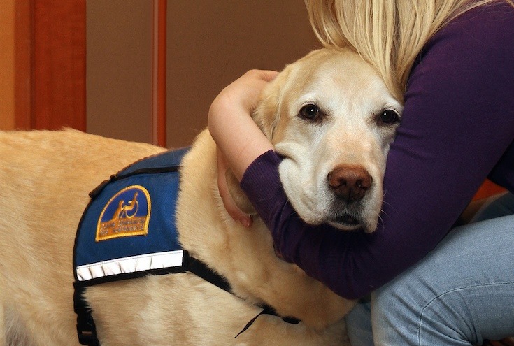 thebestoftumbling:  These dogs work in courtrooms to help comfort victims when testifying