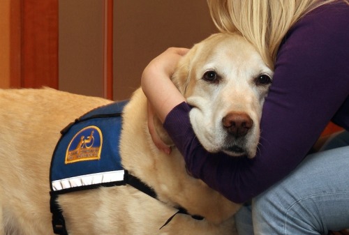 goodstuffhappenedtoday:Testifying in front of your attacker in court is terrifying. These dogs make 