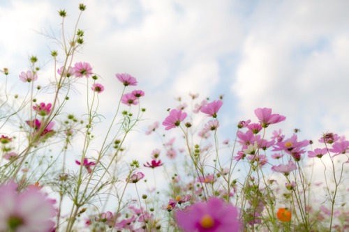 ponderation:  Cosmos by Takeshi Yuasa