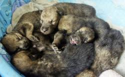 yourdogisnotawolf:  americanphotobullterrier:  naturepunk:  These adorable 10-day-old wolfdog puppies are predominantly Arctic and Yukon wolf, with a touch of malamute in their mix. They are not pets. They are F3 high-content animals, who will become