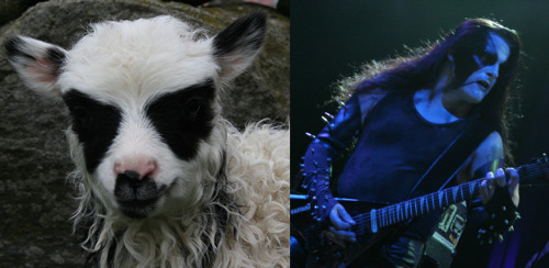 bridgettblaah: eyesofjupiter: reneeruinseverything: Norwegian sheep born with corpsepaint www