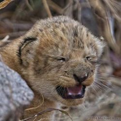 funnywildlife:  A wee one week lion cub in