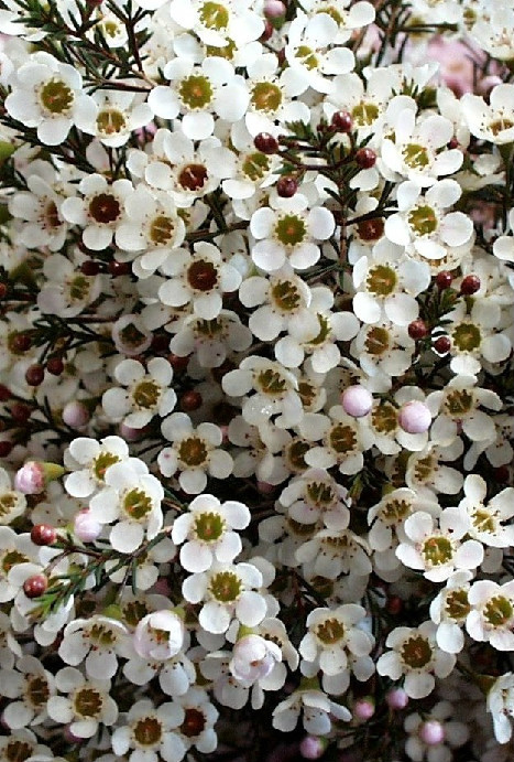 Other Flowers — Fleurs de printemps : le Wax ou Cirier