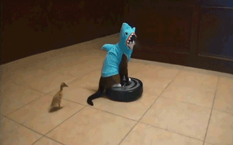 majortvjunkie:  cat_wearing_shark_costume_rides_roomba_while_duck_takes_a porn pictures