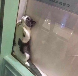 kai-lynchen:No oneliterally no one:*Me in the morning*