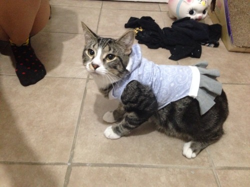 arolenotrelluf:My amazing roommate stellaxtine made our cats some amazing hoodies. I can’t bel