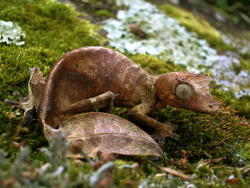 creatures-alive:  Satanic Leaf-Tailed Gecko