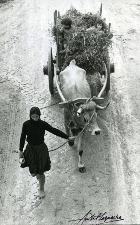 tytusjaneta:Aníbal Sequeira“Campesina em Tentúgal”        (+)