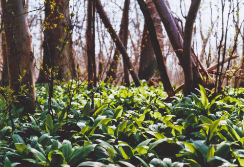 - bears garlic -hunting them goodsMinoltaX700   |   Kodak Ektar 100   |   FilmNo. XXII