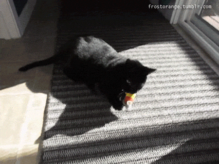 Bonus from the other day, Charcoal playing in the sun with her candycorn mouse.