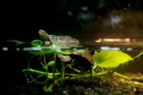 cutefloralprincess: A few vivid/neat photos I got from the aquarium. 