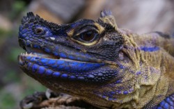 ciarachimera:  rorschachx:  Genetic Forensics Wakes a Dragon A genetic investigation into the illegal trade of sailfin dragons has unearthed a surprise: a new species of the rainbow-colored lizards that resemble small dinosaurs. The finding highlights