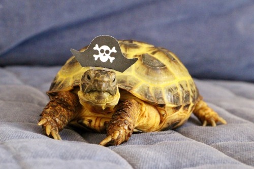 thewhimsyturtle:ARRRRRR!!!  It be International Talk Like a Pirate Day!  Watch ou’, 