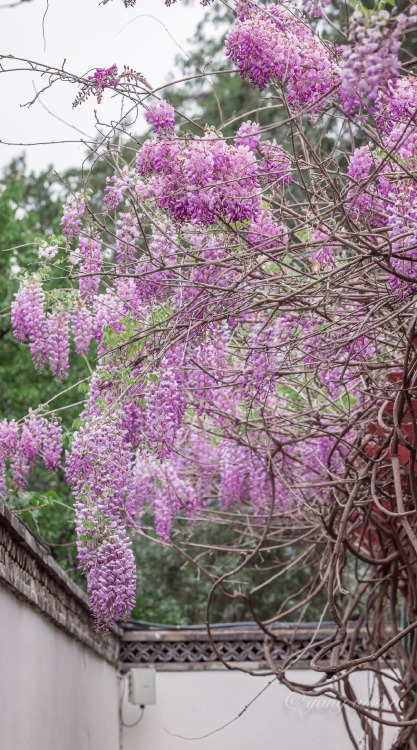 fuckyeahchinesegarden:wisteria blossoms in summer palace by 视觉影像杨