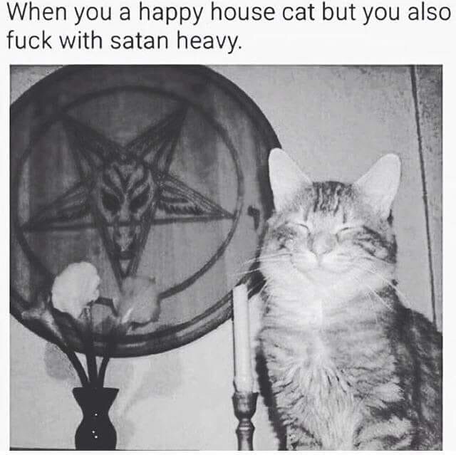 cat-memes-only: 