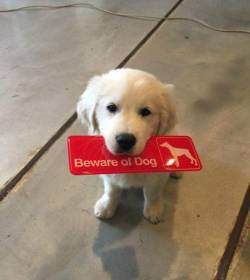 awwww-cute:  Beware of Dog (Source: http://ift.tt/2nOBJ2Y)