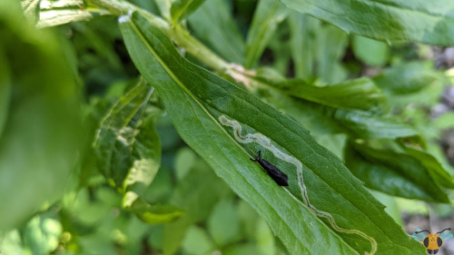 Black Dancer Caddisfly - Mystacides sepulchralisThe year 2021 was a great year for finding and obser