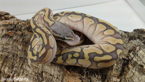 Post-shed pictures of Aster and Camellia’s clutch. I’ll be checking as they age, but so 