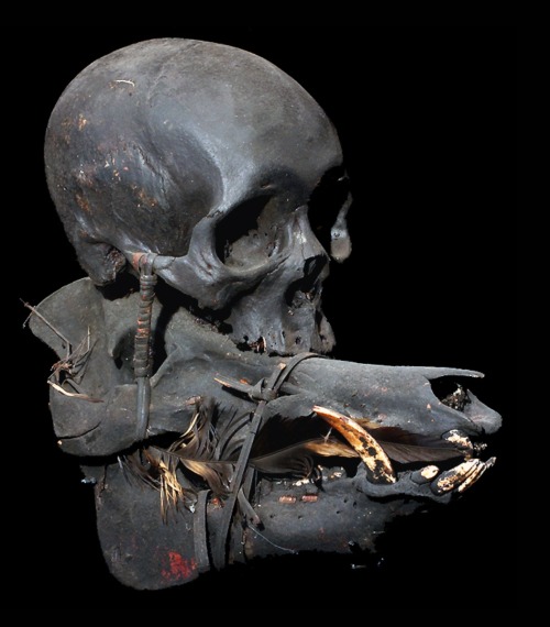 satyrniine:19th century Ifugao human trophy skull with boar’s head