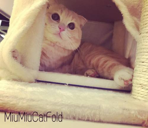 When u #smile_cat like Monalisa #cat #MiuMiuCatFold