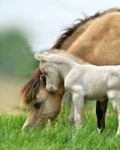 Baby Animal Posts