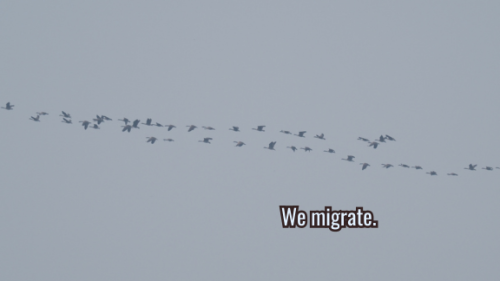 We migrate. Background is a flock of geese in flight.