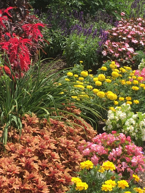 retreatintoserenity:Flowers, flowers, flowers at Peddler’s Villagephoto by @retreatintoserenity