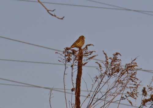 Saw some birds on my walk Friday: bluebird, white-breasted nuthatch, and house finch.Is that a heart