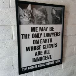 dizzyotter:  when i first saw this i thought the kittens were the lawyers 