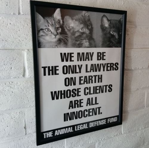 social-slutterfly:  dizzyotter: when i first saw this i thought the kittens were the lawyers  they are 